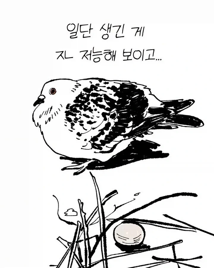 비둘기가 귀여운.manhwa_3.webp