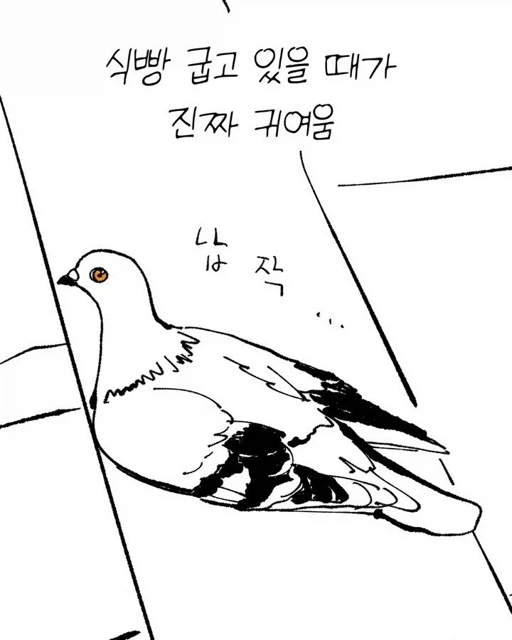 비둘기가 귀여운.manhwa_4.webp
