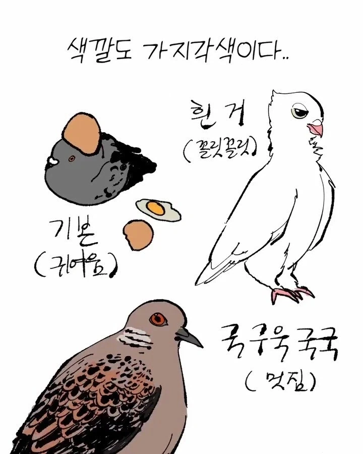 비둘기가 귀여운.manhwa_5.webp