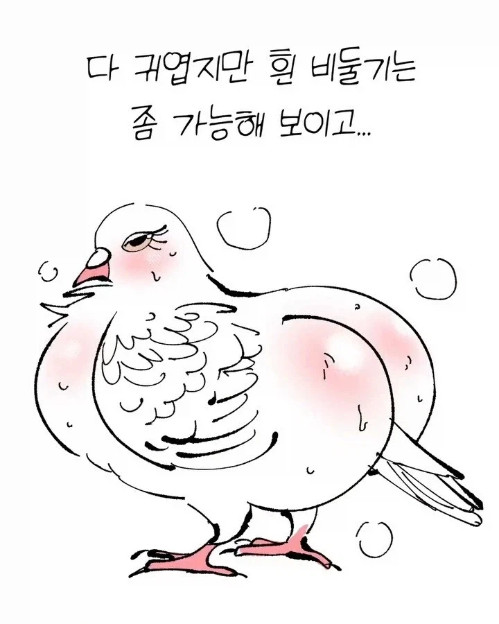 비둘기가 너무 귀여운 만화_6.webp