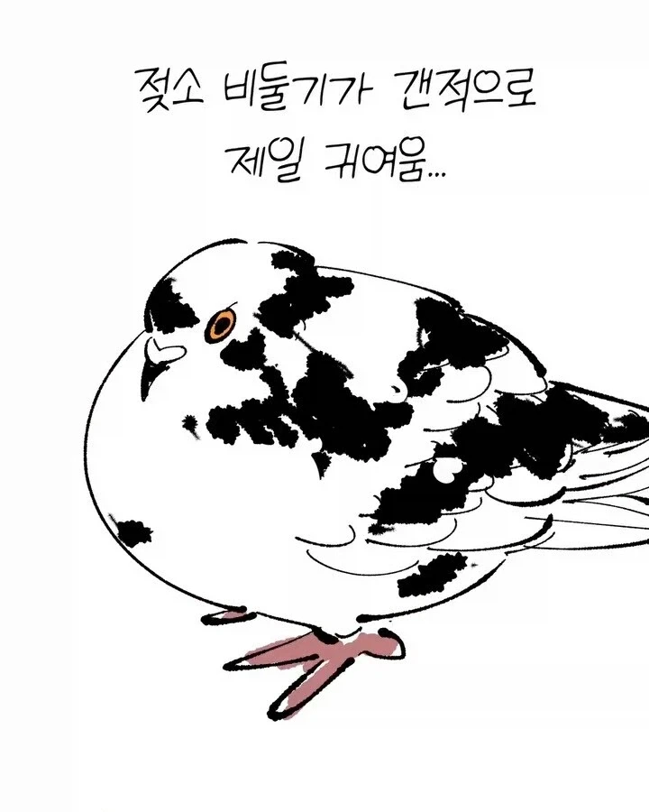 비둘기가 너무 귀여운 만화_7.webp