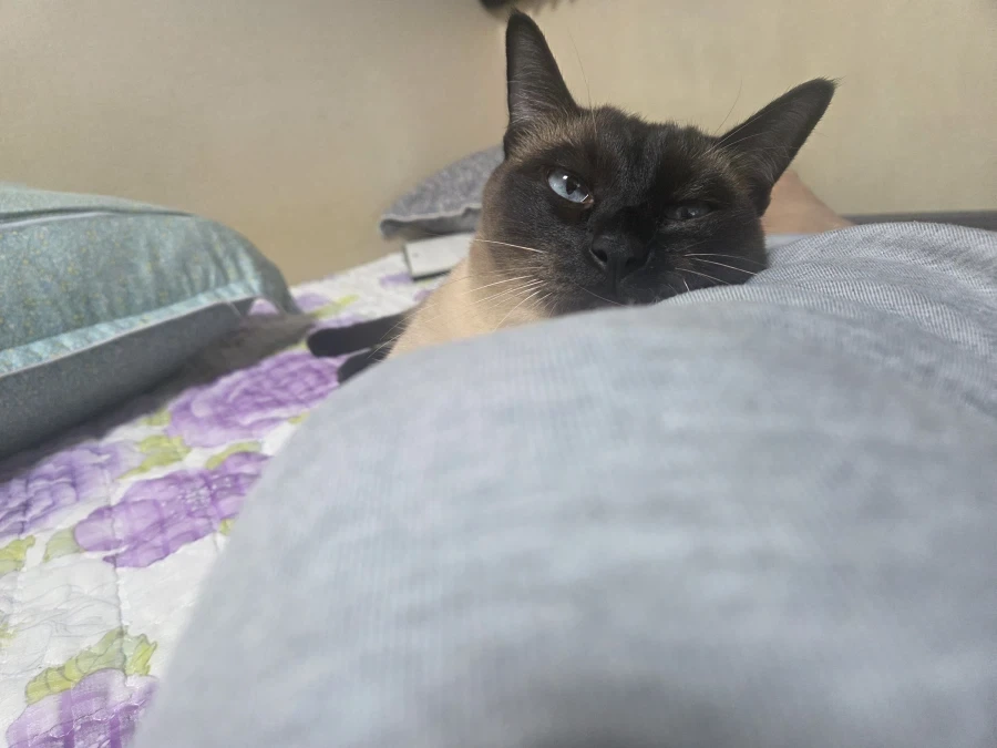고양이 키우는 만화보고 그대로 따라하면 안됩니다_3.webp