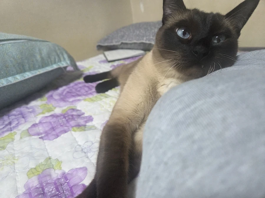 고양이 키우는 만화보고 그대로 따라하면 안됩니다_4.webp