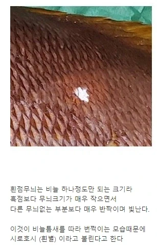 미스터초밥왕) 이왜진했던 내용.jpg_5.webp
