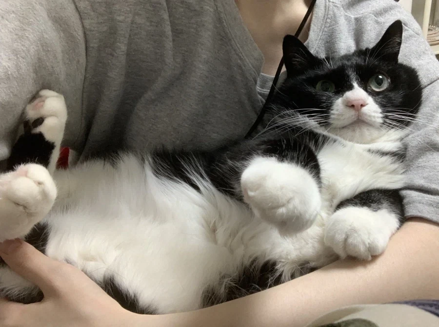 누워 있을때 고양이 루틴 .manwha_2.webp