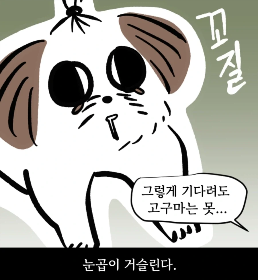 시츄는 얼마나 착한가 알아보는 만화_5.webp