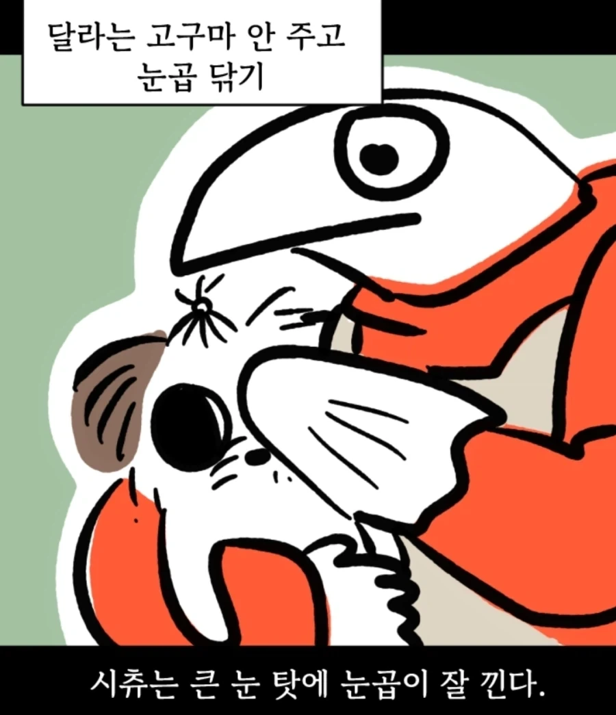 시츄는 얼마나 착한가 알아보는 만화_6.webp