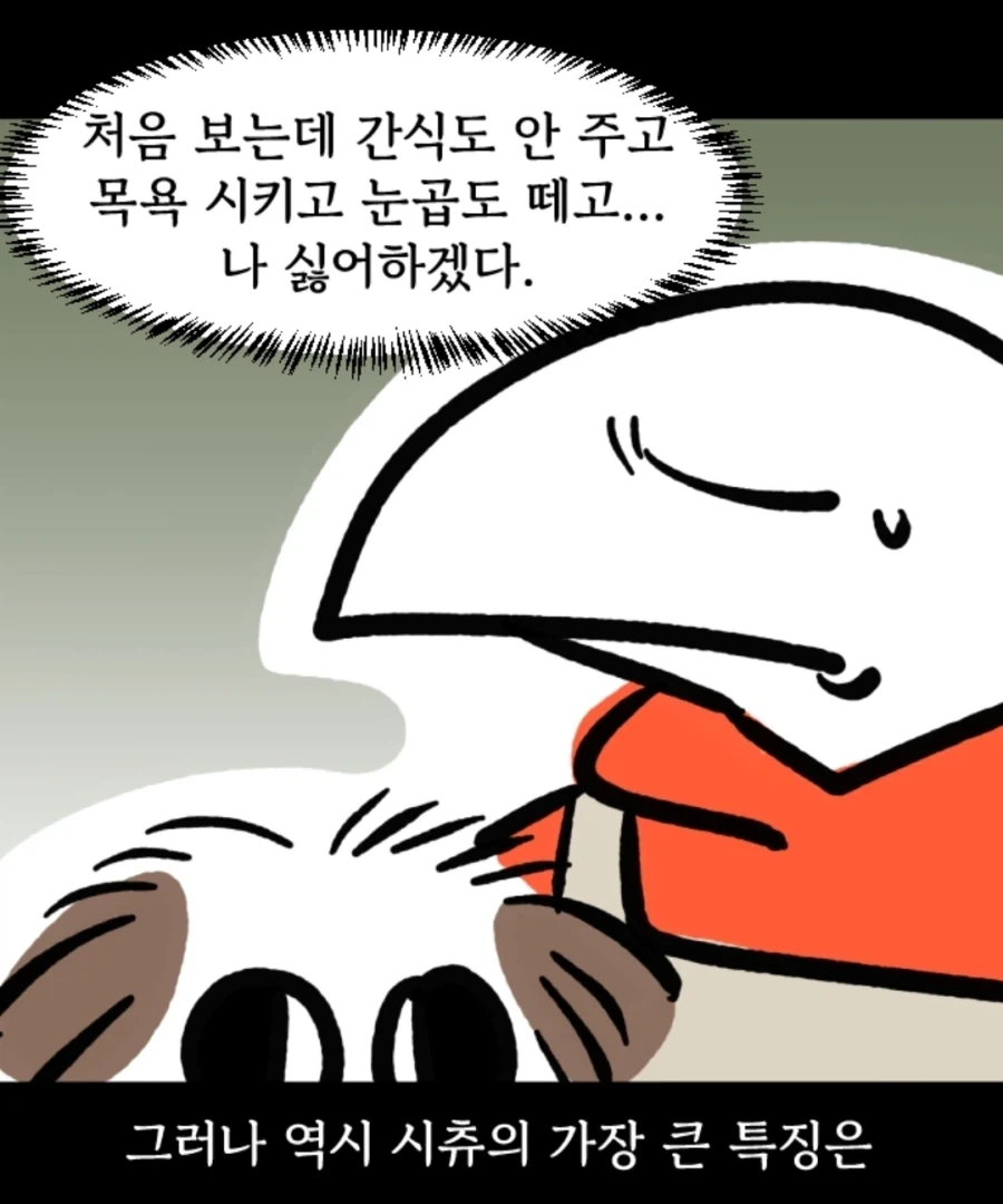 시츄는 얼마나 착한가 알아보는 만화_11.webp
