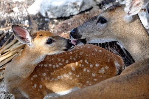 ㅋㅋㅋㅋㅋㅋㅋ 이거ㅋㅋㅋㅋㅋ 사슴임ㅋㅋㅋㅋㅋㅋㅋㅋㅋㅋ_12.jpg