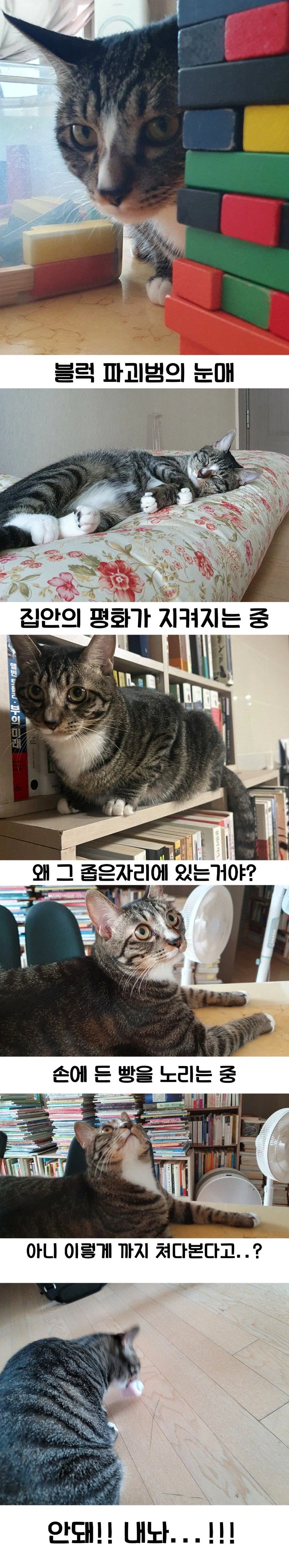 고양이가 잔뜩 나오는 만화_3.webp
