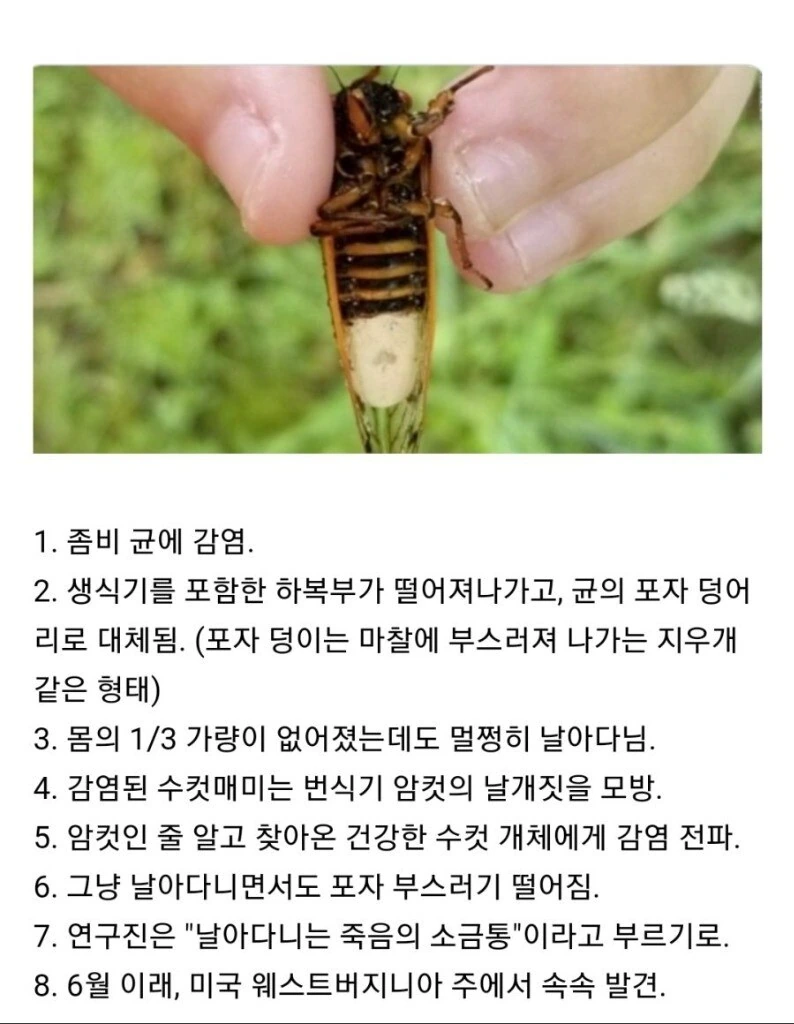말딸)오존초를 먹는 말딸들 이미지 5