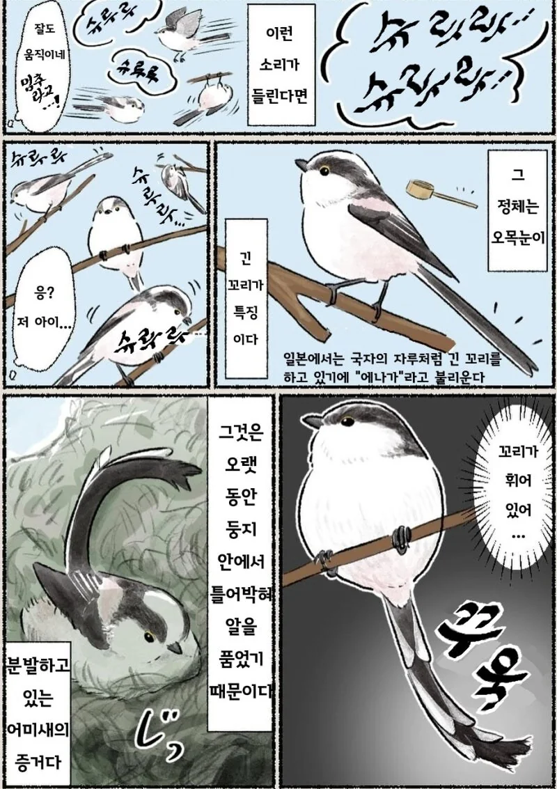 오목눈이 만화